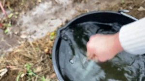 Осенняя подкормка малины.