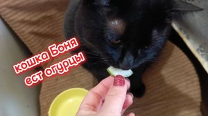 Кошка ест огурцы.