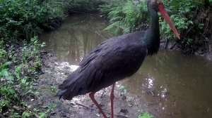 Краснокнижный чёрный аист "Калужских засек"