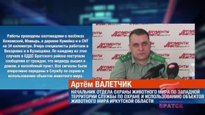 В Братском районе за 5 дней ликвидировали 5 медведей, которые вышли к населенным пунктам