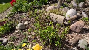 Прогулка по частному саду Татьяны. Сад непрерывного ц?