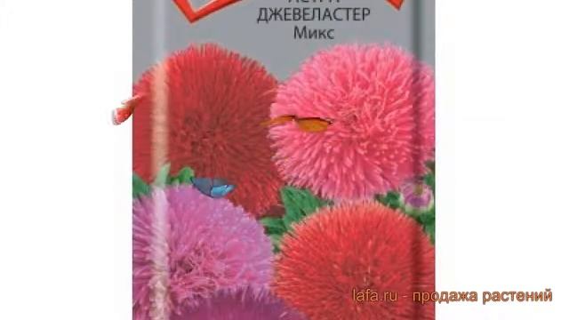 Астра обыкновенный Астра Джевеластер Микс 🌿 обзор: к?