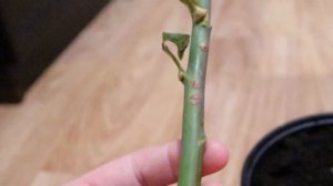 Осеннее черенкование роз быстро, просто, много