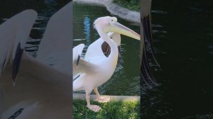 Пеликаны в Казанском зоопарке