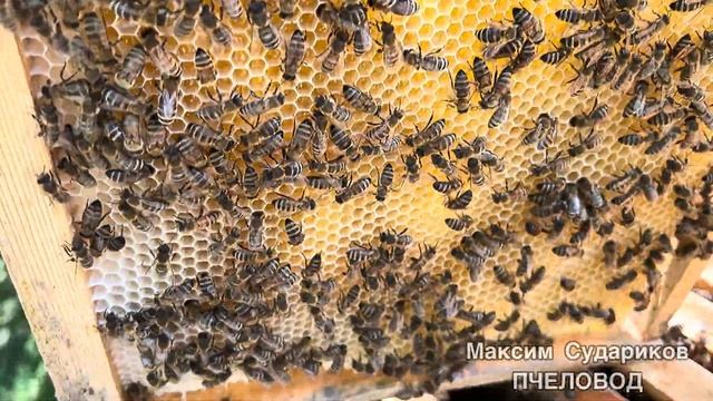 Пчелы и их работа: как создается сладкий мед! смотреть онлайн