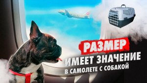 РАЗМЕР ИМЕЕТ ЗНАЧЕНИЕ. В самолете с собакой