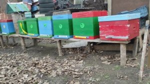 НЕ БОЙТЕСЬ ЛОВИТЬ РОИ ПЧЕЛ !!!