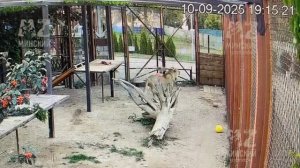 IMG_3586 Шархан 10.09.2025