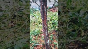 Сосна горная Шервуд компакт на штамбе Pinus mugo Sherwood Compact