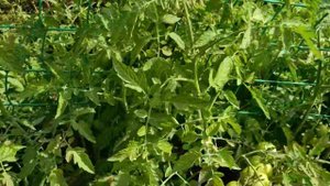 🏡 Купили дом в деревне / Мой заросший огород 😱