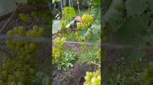 виноград памяти Шатилова