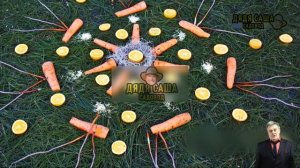 Как правильно посадить морковь весной