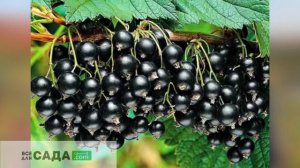 Геркулес смородина ОПИСАНИЕ СОРТА
