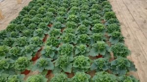 Выращиваю цветы к 8 Марта. Начинают зацветать