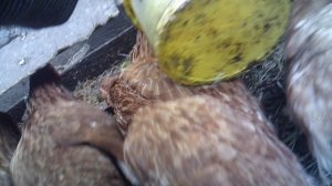 Кормление курочек "Во курятнике"