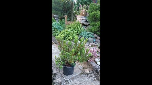 РОДОДЕНДРОНА P.J.M. Elite-2023 в продаже смотреть онлайн