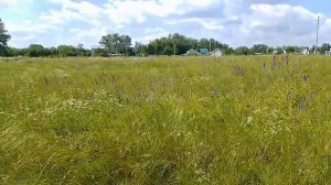 Луговое разнотравье. Ветер.