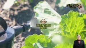 Как вырастить цветную капусту: секреты успеха