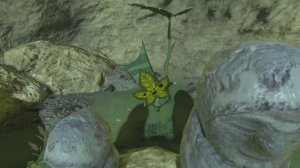 Корокское семечко за яблочко