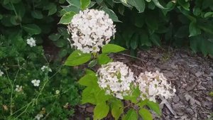 ДЕКОРАТИВНЫЕ КУСТАРНИКИ в саду. Летний обзор