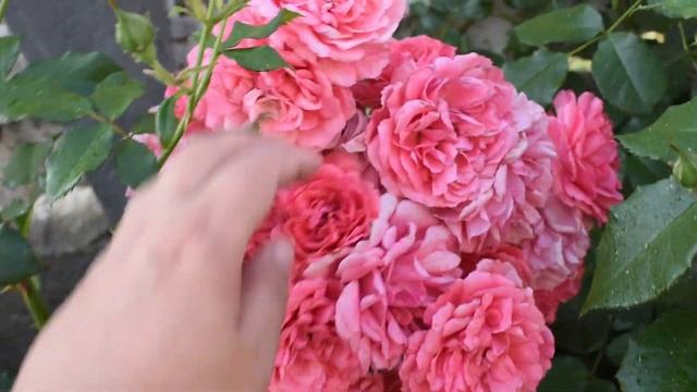 Роза Розариум Ютерсен смотреть онлайн