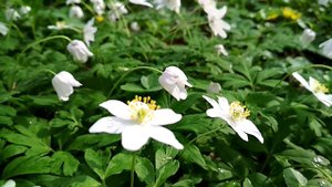 Природа Калининграда