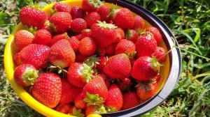 Клубника в сентябре на ремонтантных сортах