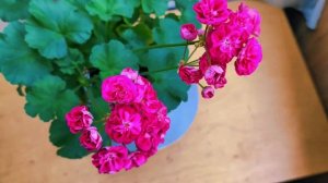 Пеларгония "Розалинда", розебудная.