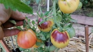 Томат Золотая Чалма