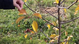 Почему листья опадают?