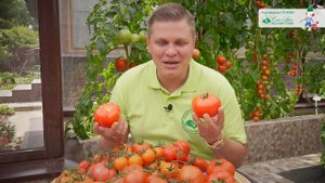 🌱 НОВЫЕ ТОМАТЫ ОТ СЕМКО: ЧТО САЖАТЬ В 2025-2026 ГОДУ? 🍅 ТЕ?