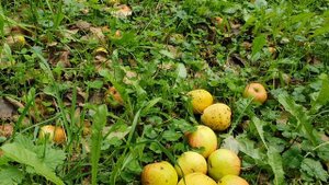 Конец страды