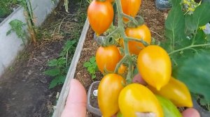 20. ОБЗОР ТОМАТОВ ИЗ ТЕПЛИЦ. Август 2025 г.