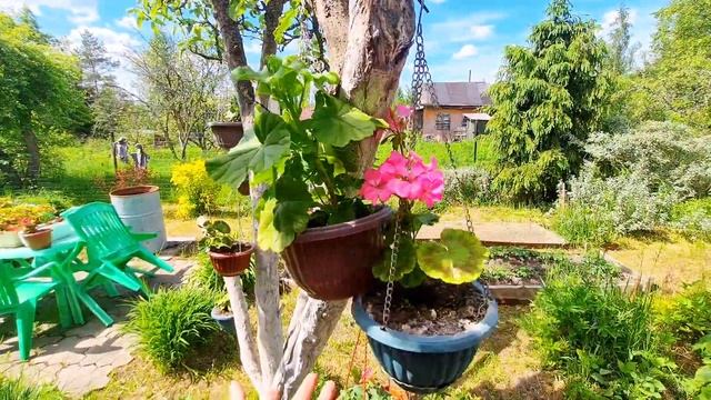 КАК сделать ЦВЕТОЧНОЕ ДЕРЕВО | ПЕЛАРГОНИЯ и ПЕТУНИЯ В ? смотреть онлайн