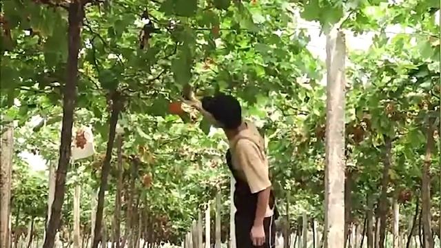 Прибор для подвязки растений смотреть онлайн