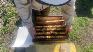 Весенние работы на пасеке!!! Супер белковое Канди, и бу?