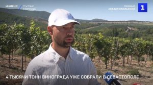 4 тысячи тонн винограда уже собрали в Севастополе