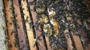 Откуда берется пчелиное воровство