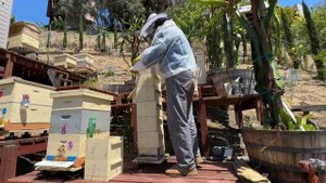 Сколько меда можно собрать с японского улья? How much honey in