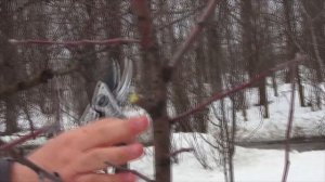 Обрезка сада для начинающих садоводов 2