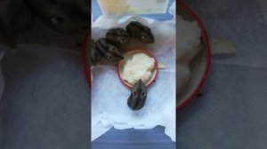 Уборка у Чери и малышей