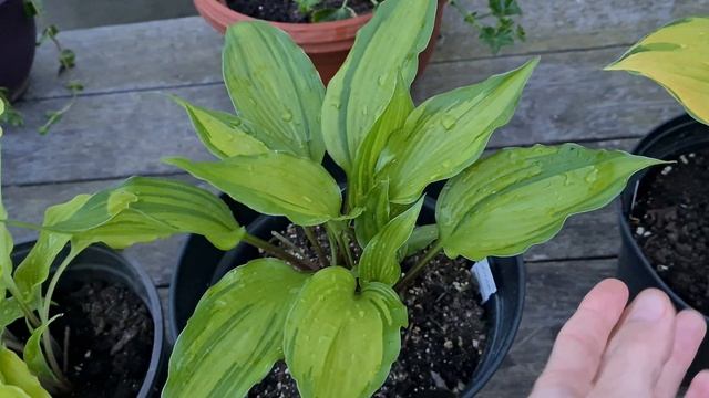 Небольшой вечерний обзор по хостам * Яркие, красивые #co смотреть онлайн