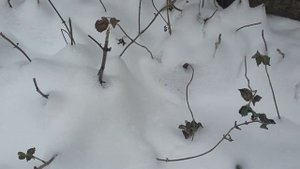 Мята на подоконнике ЛЕГКО и ПРОСТО. Как вырастить мяту