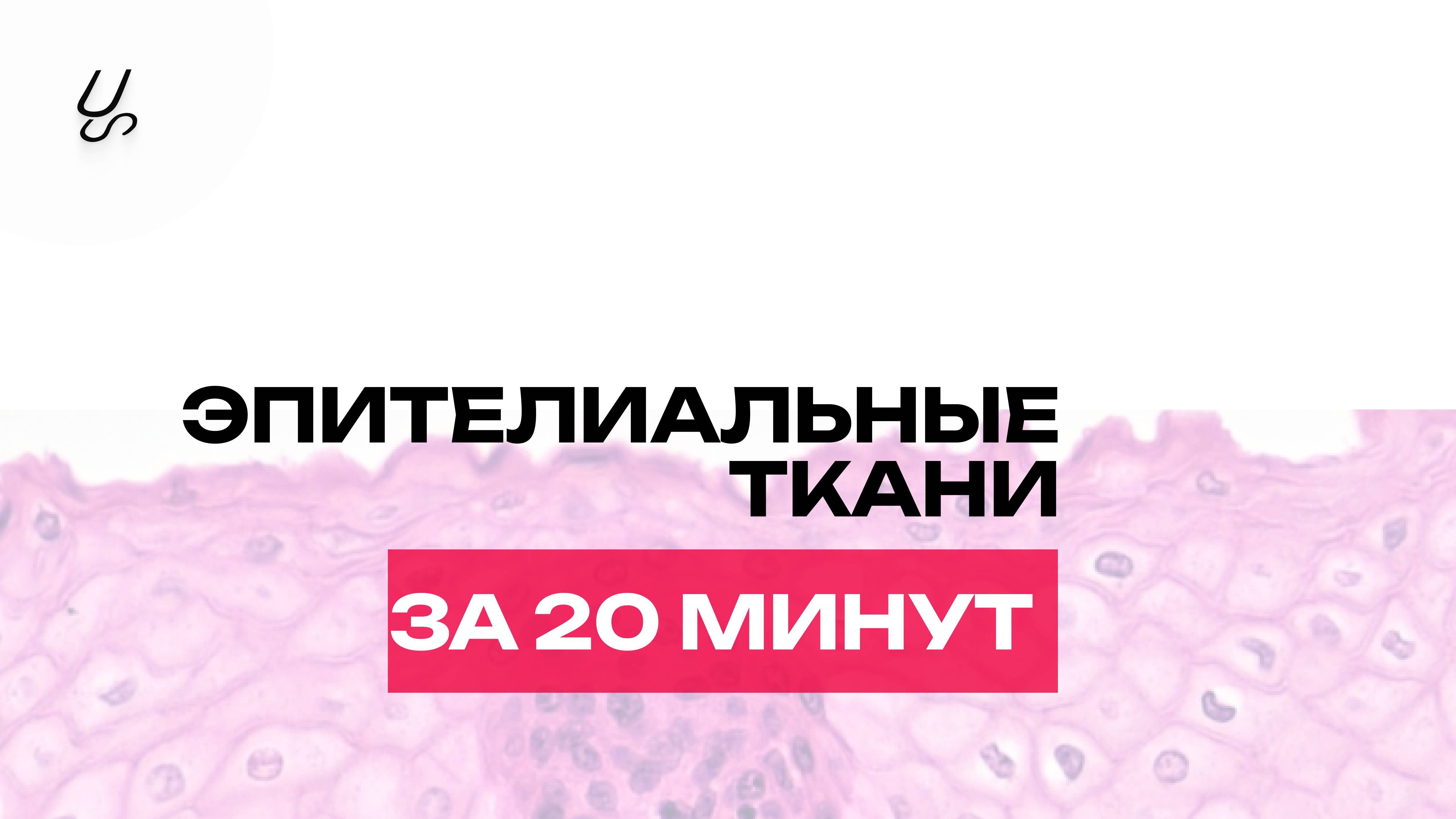 Эпителиальные ткани за 20 минут