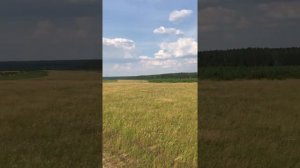 Гребу сено. Как растёт суданская трава на Урале. Впере?