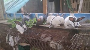молодняк НПВ голубого окраса