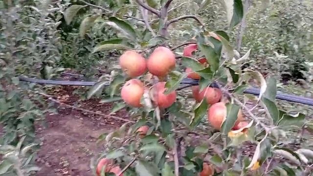 сорт яблок  Джонаголд . смотреть онлайн