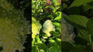 Гортензии в саду