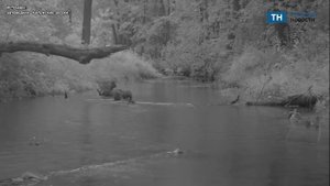 На камеры соседнего с Тульской Калужского заповедника попали лесные жители