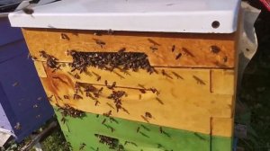 Пчелы - воровки на пасеке. Личный пример борьбы с напад